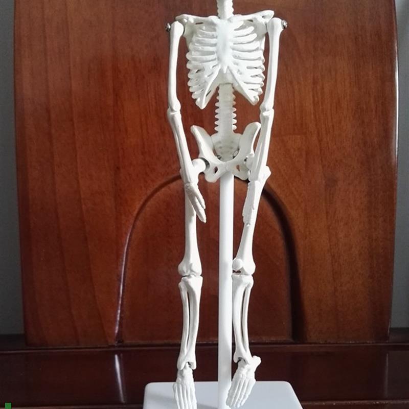 20cm人体骨k骼拼装模型益智玩具人体骨架骷髅模型