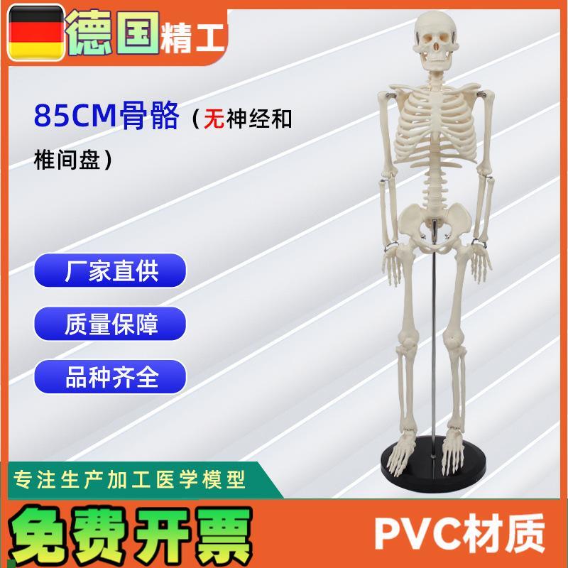 85CM人体骨骼模n型不带神经和椎间盘全身骨骼人体教学模型