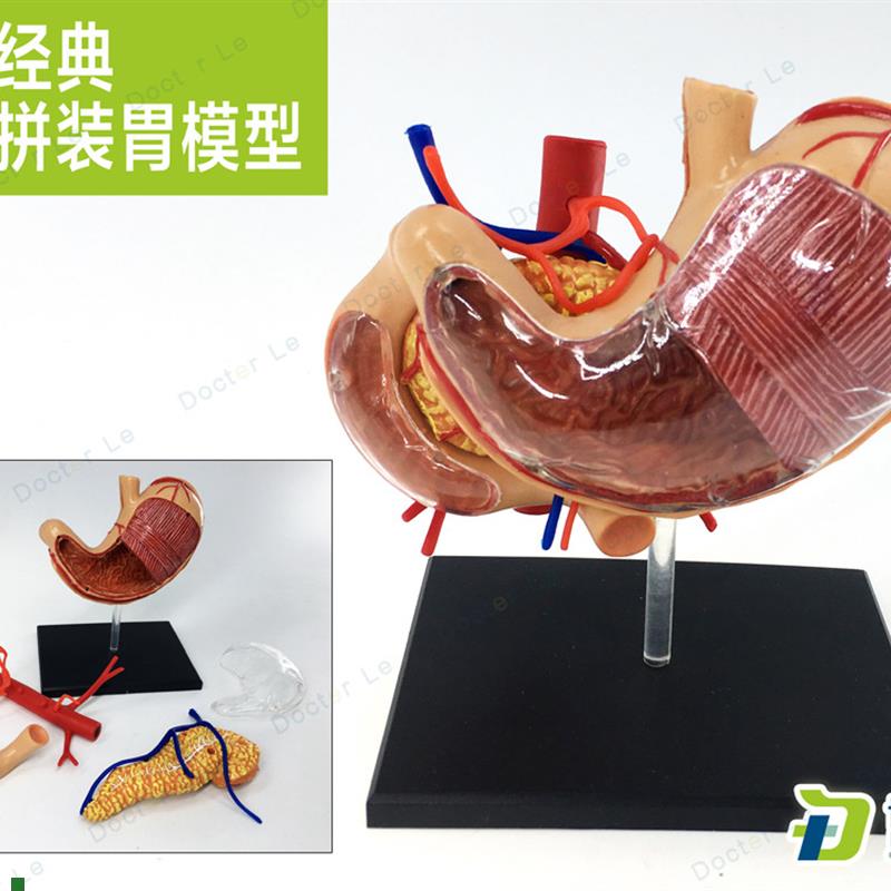 人体胃解剖模型4D幼儿拼装玩A具人体消化系统医用教学仿真胃模型