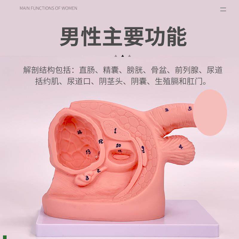 导尿模型女性f生殖解剖简易男性导尿模型女性内外生殖解剖模型