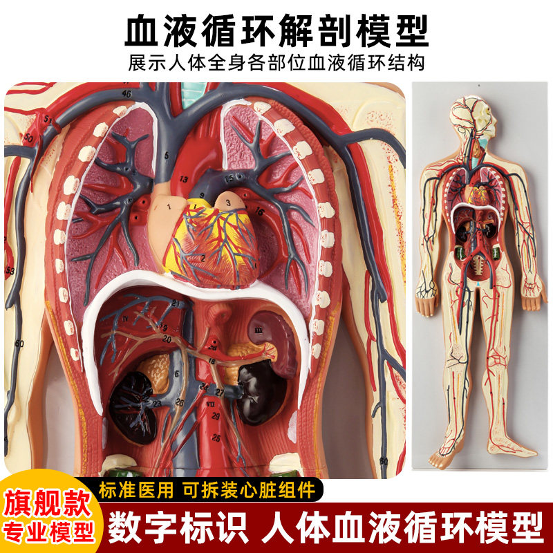 医学仿真人体血液循环系统模型心脏外科动脉M静脉神经血管解剖教