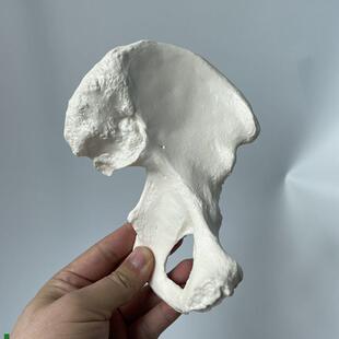 人体髋骨模型骨盆散装骶椎尾骨仿真1G比1塑胶医用教学标本骨科示