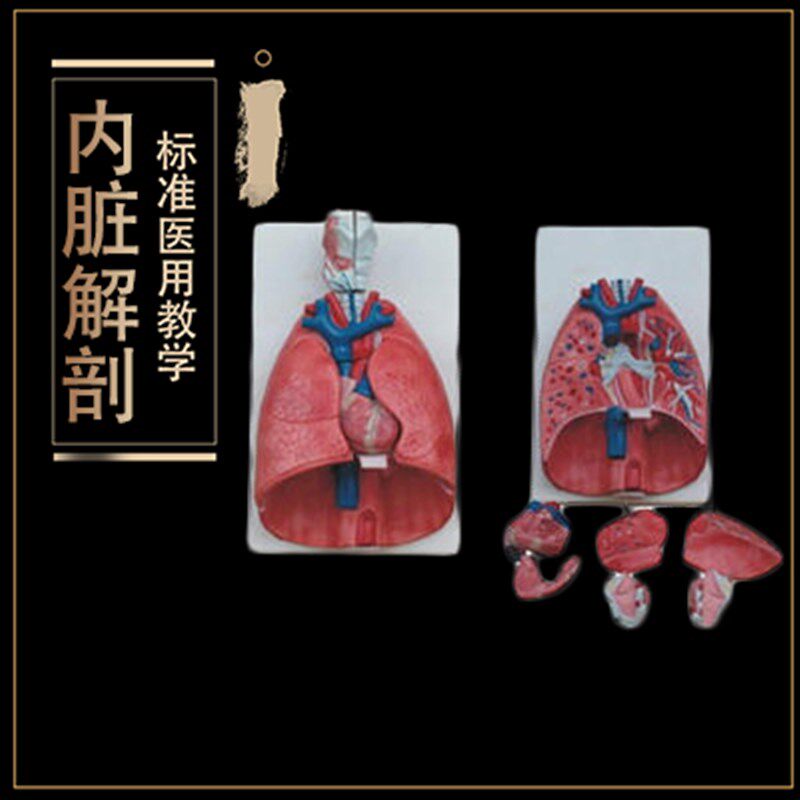 内脏解剖模型 人体拼装模型呼吸系统解剖 肺部T模型(医用教具)