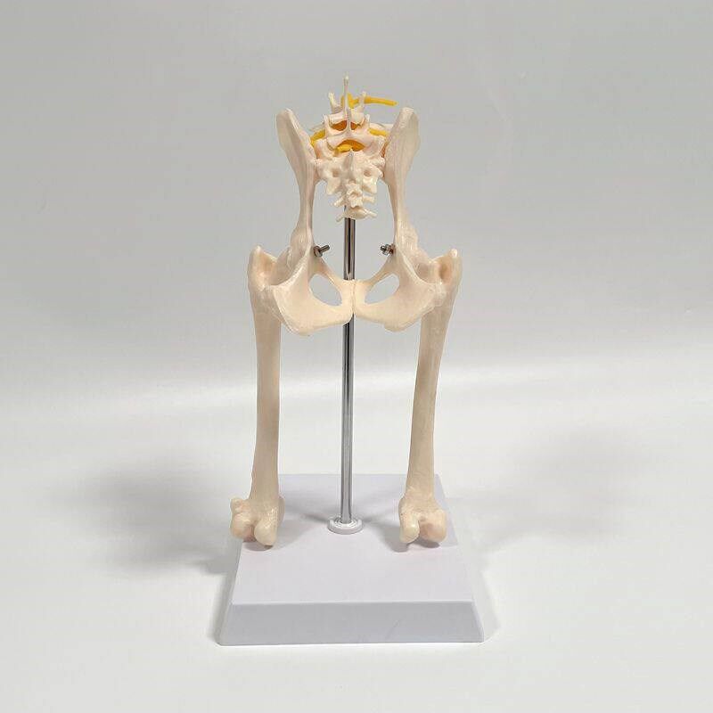 狗骨骼模型骨盆髋关节后肢腿骨腰椎骶骨犬科动物兽X医药促销宠物