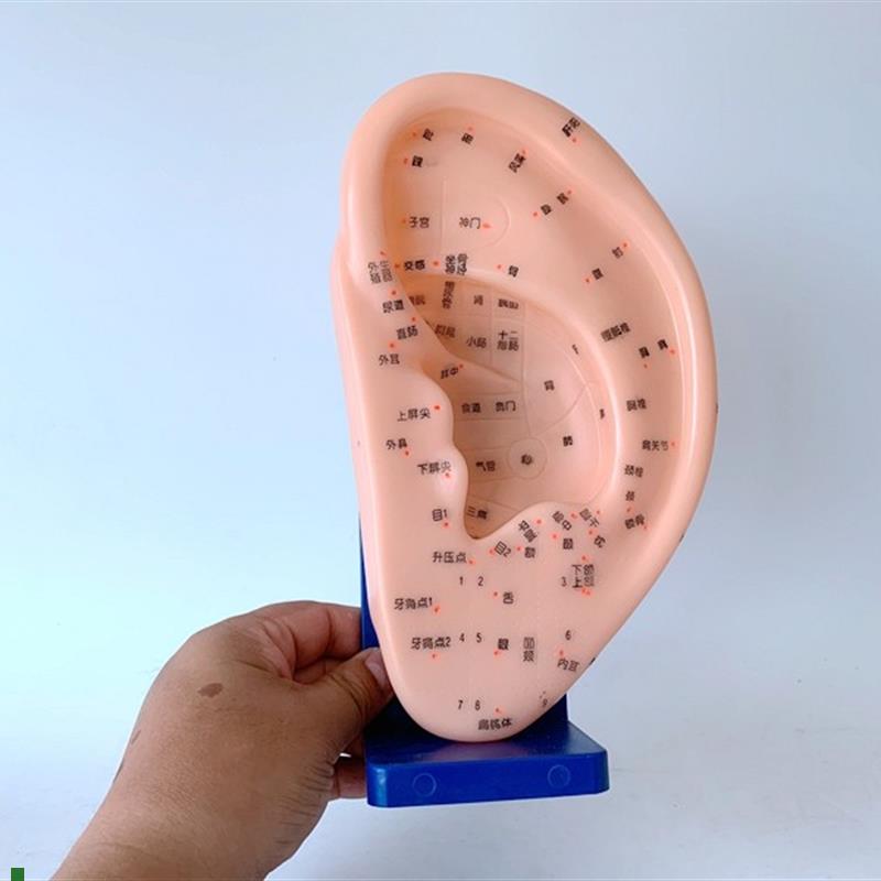 针灸穴位耳模型反射区按摩耳朵w模型带底座24cm大号耳部人体模型