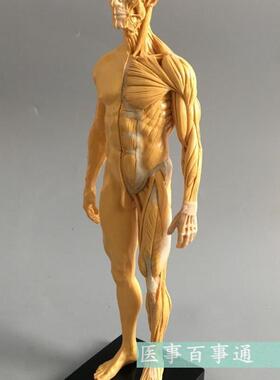 30cm艺用人体模型肌肉骨骼解剖人体结构K美术模型CG绘画雕塑黄色
