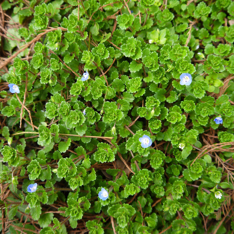 婆婆纳双肾草新鲜养生野菜泡酒泡茶煲汤自然生长农家中草药材优质