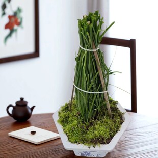 薤白野葱苗小根蒜山葱大脑瓜庭院阳台窗台煲汤农家药食中药材盆栽