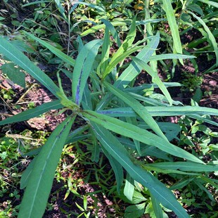 翅果菊山莴苣苦莴苣金钗翅紫翅菊阳台庭院窗台民间习用中草药盆栽