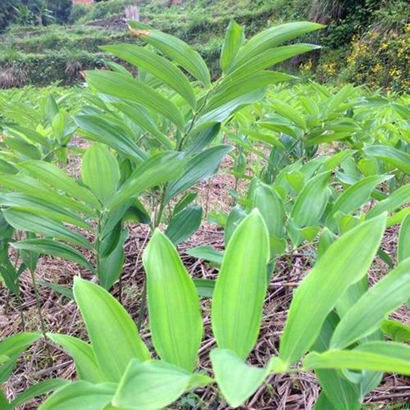 玉竹竹根七尾参阳台庭院楼顶养生煲汤泡酒泡茶泡脚大山农家中药材