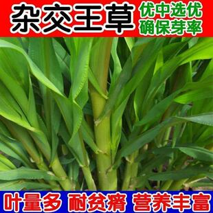 高产四季牧草种子多年生大叶晚熟杂交王草种籽牛羊猪鱼兔养殖畜牧