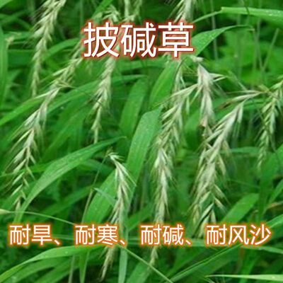 披碱草种子耐寒耐旱耐碱草籽抗风沙牧草种子野麦草山坡草地绿化