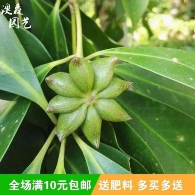 散装大茴香种子 大料大红八角茴香八角珠八角香八角树八角种籽