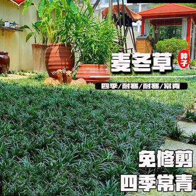 麦冬草种子玉龙草细叶宽叶日本矮生麦冬四季草庭院绿化草坪牧草籽