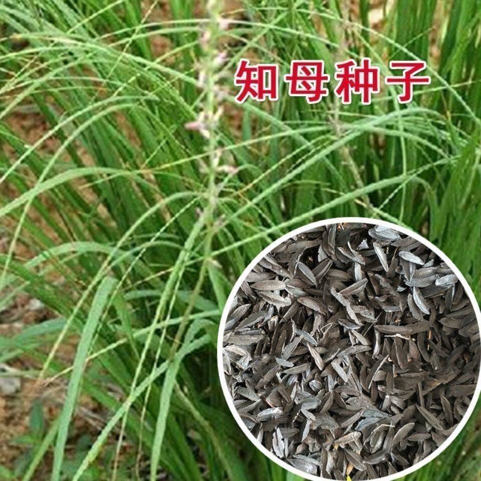 知母种子新地参籽中药材精选种苗种植毛之母种孑春季四季管理简单