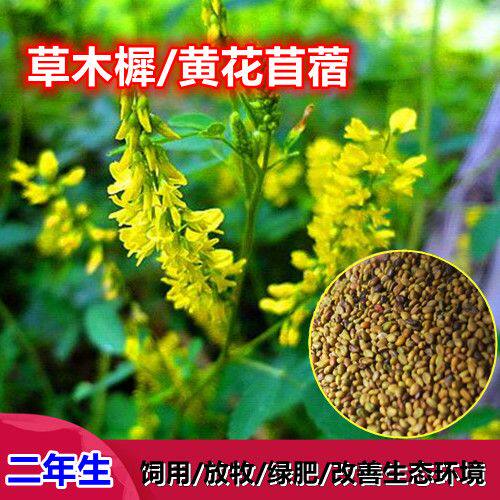 草木樨种子黄花苜蓿草籽多年生牧草籽观赏绿肥饲用绿化草种耐盐碱