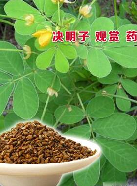 护坡灌木植物药材籽决明子种子马蹄决明钝叶决明假绿豆草决明包邮