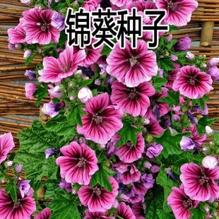 买一送一400粒花种子锦葵种子子四季易活高杆露天庭院花海种籽