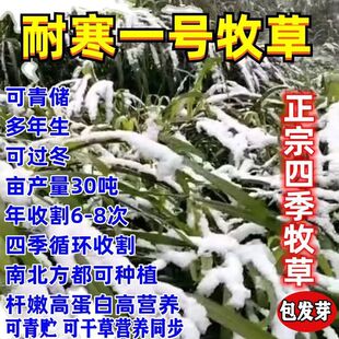 耐寒一号多年生牧草王种子四季常青高产牧草种籽畜牧养殖牛羊鱼兔