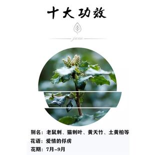十大功劳种子 老鼠刺猫刺叶黄天竹土黄柏种子 绿篱种子包邮