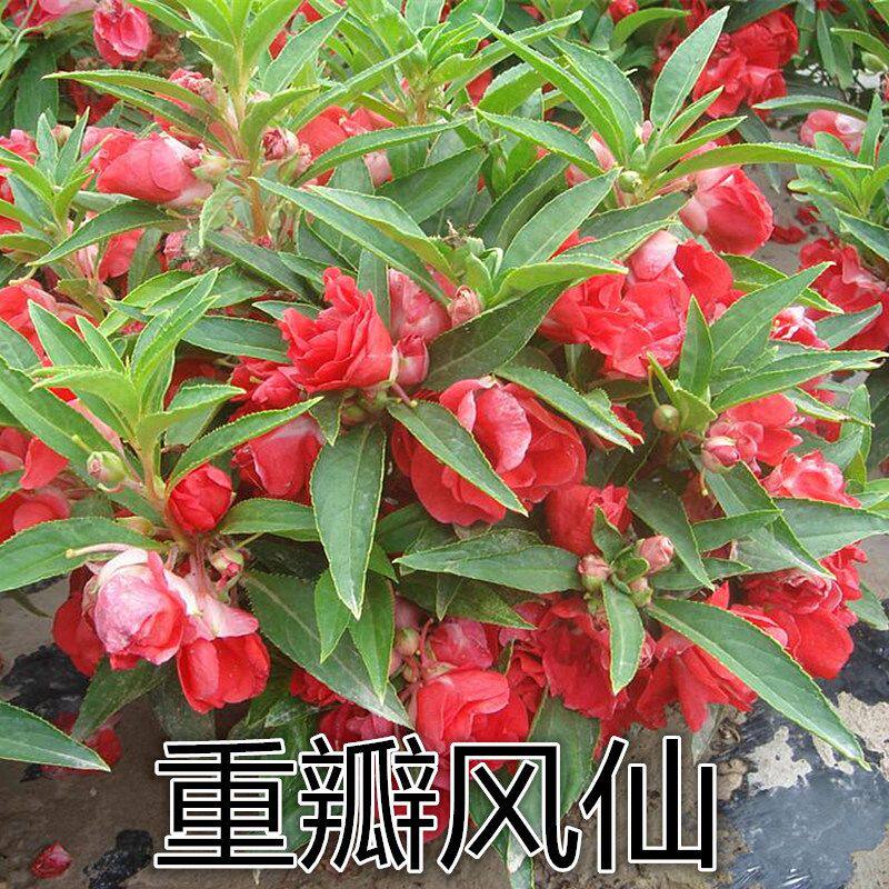 凤仙花种子指甲花阳台盆栽庭院新手易种花籽花卉鲜花茶花凤仙花草