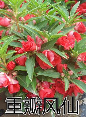 凤仙花种子指甲花阳台盆栽庭院新手易种花籽花卉鲜花茶花凤仙花草