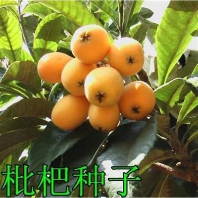 新采枇杷种子 占地果树种子 枇杷树种子 枇杷籽 琵琶籽 水果种子