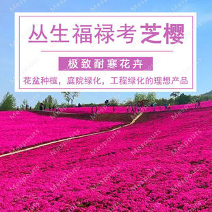 芝樱花【福禄考种子】多年生丛生植物造景观赏庭院耐寒草本花卉籽