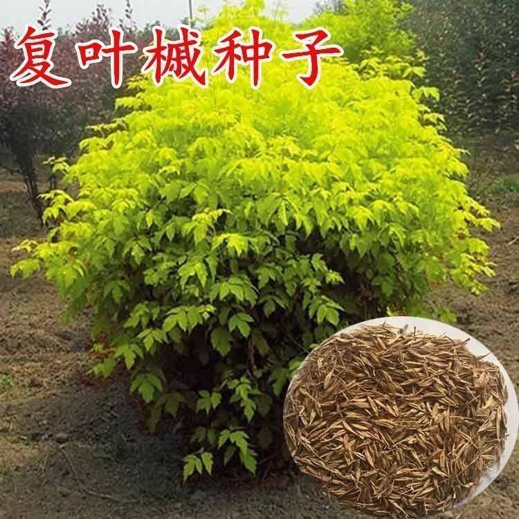 复叶槭种子复叶槭苗种子复叶槭树苗金叶复叶槭种子花叶复叶槭