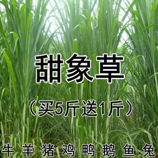 牧草种子多年生四季高产易种活草籽甜象草牛羊鱼兔鸡鸭鹅畜牧养殖