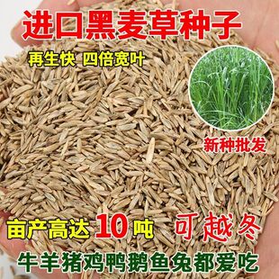 黑麦草种籽子种四季多年生耐寒牧草畜牧养殖草种鸡鸭牛羊鱼草