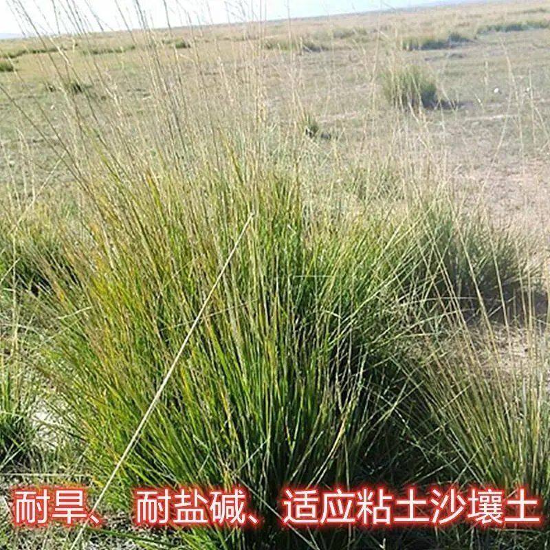 芨芨草种子芨芨草 牧草种籽积机草席萁草种子耐旱防风固沙耐盐碱