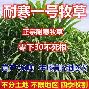 耐寒一号牧草种子多年生四季常青高产养殖牛羊鱼兔牧草畜牧草种籽