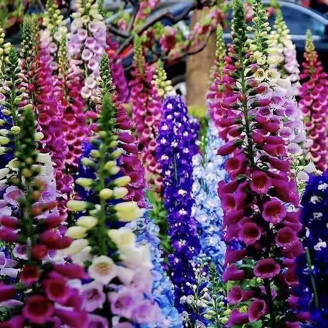 四季庭院大花飞燕草花卉种子多年生室外易种活花草植物开花不断