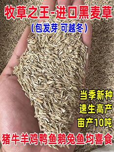 黑麦草种籽子种四季多年生耐寒牧草畜牧养殖草种鸡鸭牛羊鱼草
