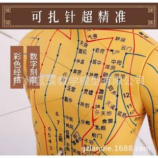 位经络模型灸针位教学模型人 铜蓝蝶高清62CM刻字人体模穴无品牌