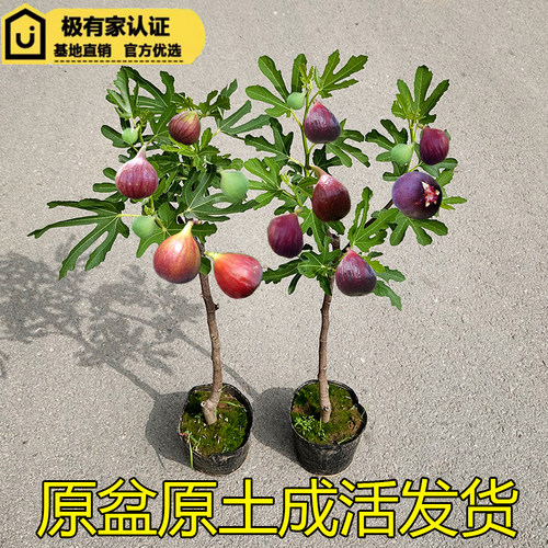 无花果落叶原盆原土优质结果多
