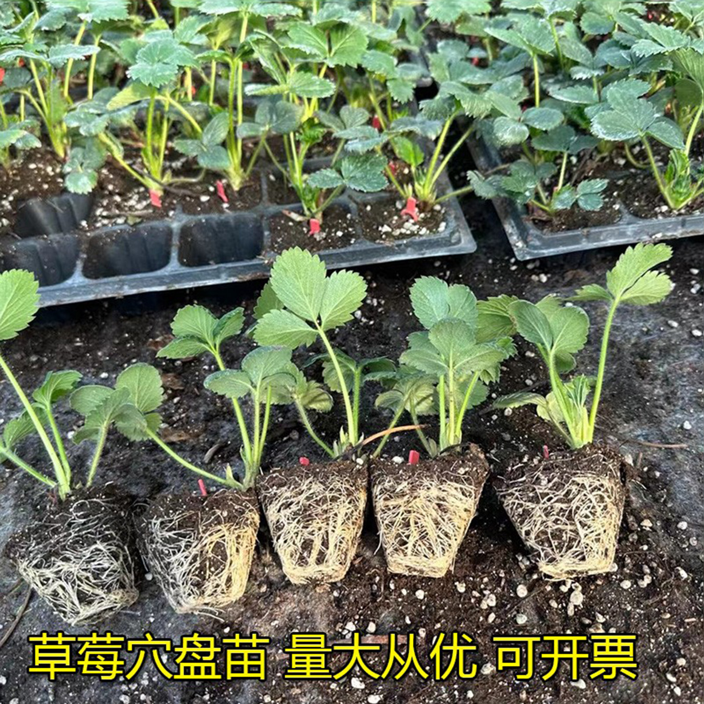 草莓苗穴盘苗基地直发量大从优