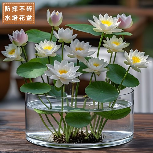 透明加厚花盆水培PET创意植物水
