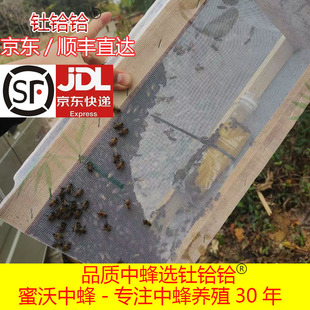 钍铪铪中蜂蜂群带王蜜蜂活体阿坝中蜂中华土蜂笼蜂蜂群带王蜂群