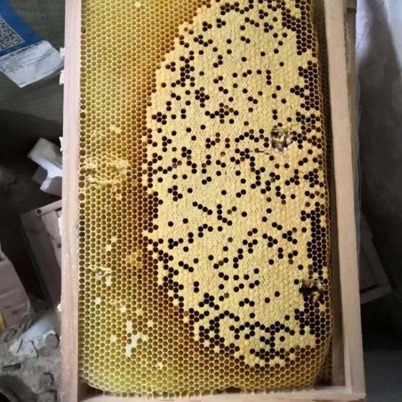 中华蜜蜂用巢脾子脾 空脾无巢虫规格长48.5 中蜂巢脾意标脾笼蜂