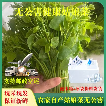 姑娘菜农家自产新鲜辣木苗健康叶菜赤苍藤龙须菜酒店特色菜保鲜发