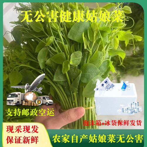 广西崇左产地直发姑娘菜新鲜