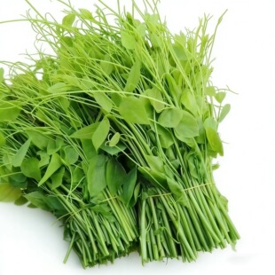 广西辣木苗500g新鲜姑娘菜高山野菜赤苍藤龙须菜嫩芽餐厅酒店特菜