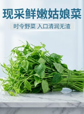 广西新鲜姑娘菜辣木苗500g新鲜