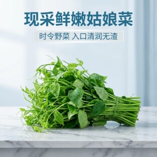 广西辣木苗500g新鲜姑娘菜高山野菜赤苍藤龙须菜嫩芽餐厅酒店特菜