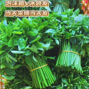 廣西新鮮樹仔菜500g天綠香甜菜潮汕菜野菜酒樓私房菜酒店食材涼拌