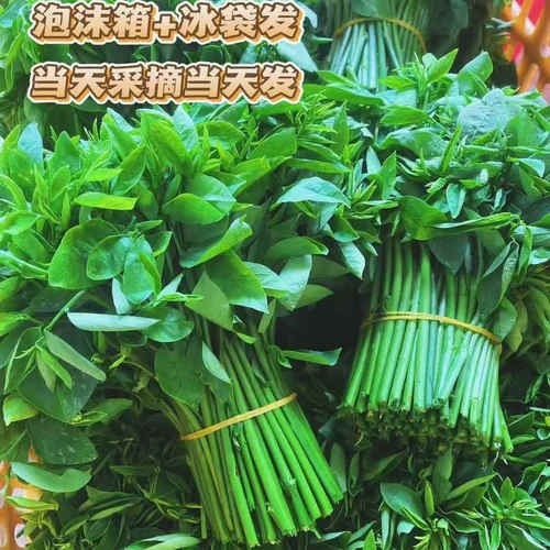 广西新鲜树仔菜500g天绿香甜菜