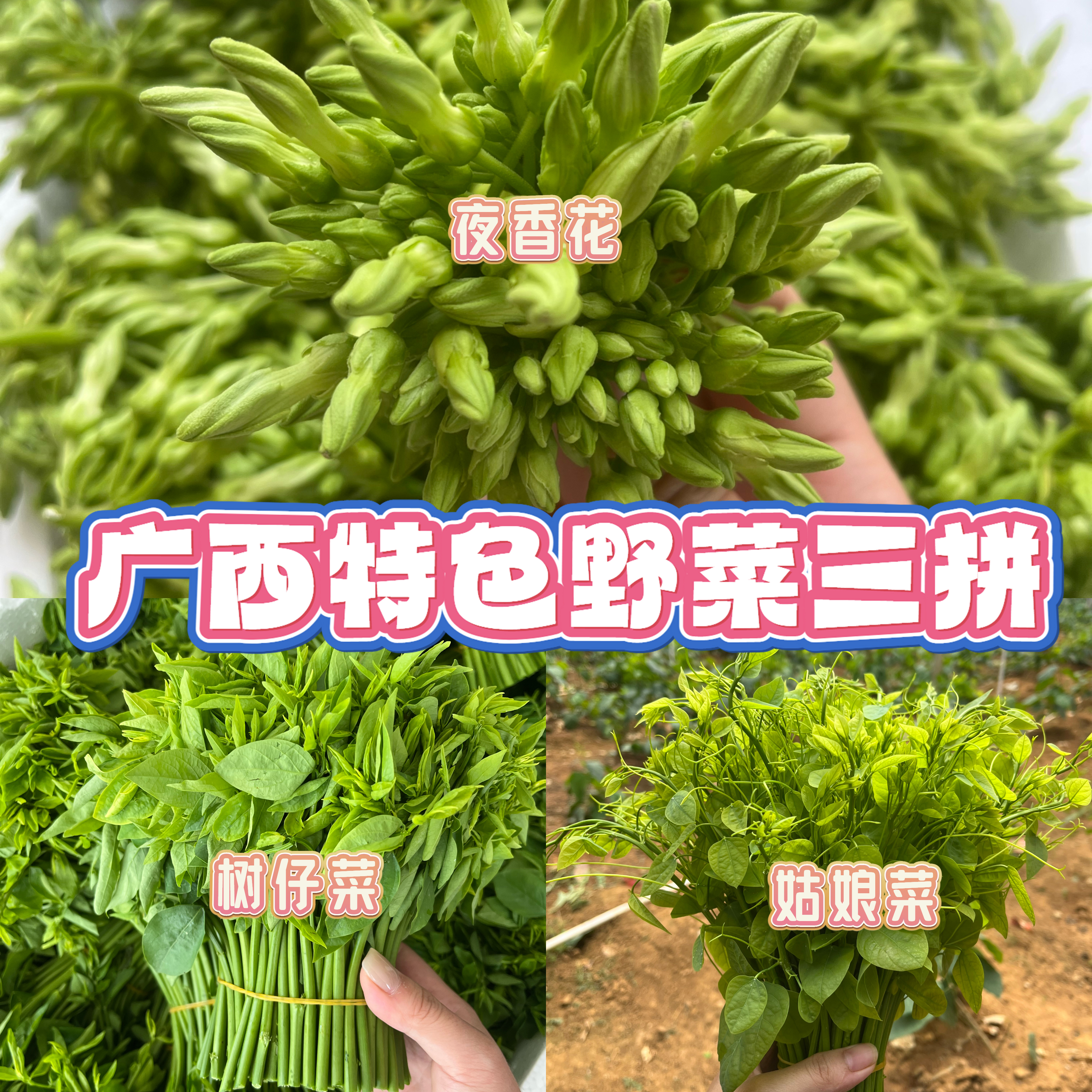 姑娘菜树仔菜夜香花三拼