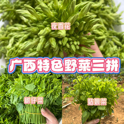 广西树仔菜1500g特色野菜夜香花姑娘菜辣木苗潮汕菜新鲜酒店食材